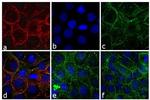 Rabbit IgG (H+L) Cross-Adsorbed Secondary Antibody in Immunocytochemistry (ICC/IF)