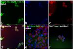 Human IgM Cross-Adsorbed Secondary Antibody in Immunocytochemistry (ICC/IF)