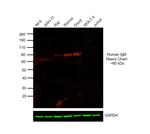 Human IgM Cross-Adsorbed Secondary Antibody in Western Blot (WB)