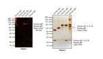 Human IgM Cross-Adsorbed Secondary Antibody in Western Blot (WB)