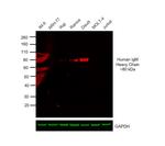 Human IgM Cross-Adsorbed Secondary Antibody in Western Blot (WB)
