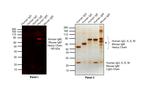 Human IgM Cross-Adsorbed Secondary Antibody in Western Blot (WB)