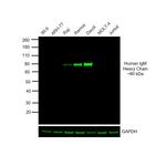 Goat anti-Human IgM Cross-Adsorbed Secondary Antibody, DyLight™ 800