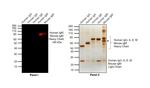 Human IgM Cross-Adsorbed Secondary Antibody in Western Blot (WB)