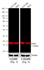 Rabbit anti-Mouse IgG (H+L) Cross-Adsorbed Secondary Antibody, DyLight™ 680