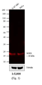 Donkey anti-Mouse IgG (H+L) Cross-Adsorbed Secondary Antibody, DyLight™ 680