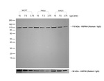Human IgG (H+L) Secondary Antibody in Western Blot (WB)