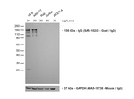 Goat anti-Human IgG (H+L) Secondary Antibody, HRP