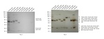 Human IgG (H+L) Secondary Antibody in Western Blot (WB)
