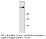 Adenylate Cyclase 10 Polyclonal Antibody