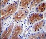SAMD9 Antibody in Immunohistochemistry (IHC)