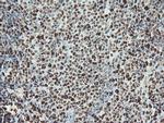 SAMHD1 Antibody in Immunohistochemistry (Paraffin) (IHC (P))