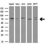 SAMHD1 Antibody in Western Blot (WB)