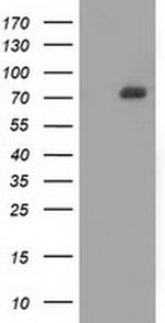 SAMHD1 Antibody in Western Blot (WB)