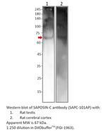 SAPOSIN-C Polyclonal Antibody