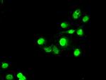 SATB1 Antibody in Immunocytochemistry (ICC/IF)