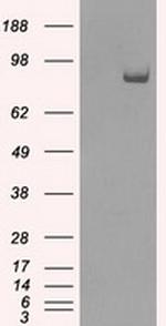 SATB1 Antibody in Western Blot (WB)