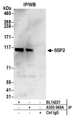 SBP2 Antibody in Western Blot (WB)