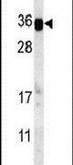 SBSN Antibody in Western Blot (WB)