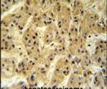 SEC24A Antibody in Immunohistochemistry (IHC)
