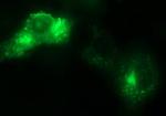 SCAMP2 Antibody in Immunocytochemistry (ICC/IF)