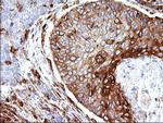SCAMP2 Antibody in Immunohistochemistry (Paraffin) (IHC (P))