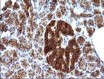 SCAMP2 Antibody in Immunohistochemistry (Paraffin) (IHC (P))