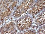 SCAMP2 Antibody in Immunohistochemistry (Paraffin) (IHC (P))