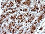SCAMP2 Antibody in Immunohistochemistry (Paraffin) (IHC (P))