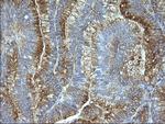 SCAMP2 Antibody in Immunohistochemistry (Paraffin) (IHC (P))