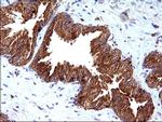 SCAMP2 Antibody in Immunohistochemistry (Paraffin) (IHC (P))