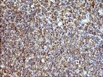SCAMP2 Antibody in Immunohistochemistry (Paraffin) (IHC (P))