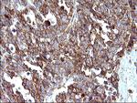 SCAMP2 Antibody in Immunohistochemistry (Paraffin) (IHC (P))