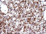 SCAMP2 Antibody in Immunohistochemistry (Paraffin) (IHC (P))