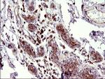 SCAMP2 Antibody in Immunohistochemistry (Paraffin) (IHC (P))