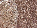 SCAMP2 Antibody in Immunohistochemistry (Paraffin) (IHC (P))
