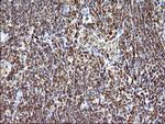 SCAMP2 Antibody in Immunohistochemistry (Paraffin) (IHC (P))