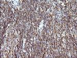 SCAMP2 Antibody in Immunohistochemistry (Paraffin) (IHC (P))