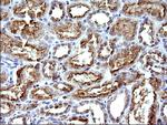 SCAMP2 Antibody in Immunohistochemistry (Paraffin) (IHC (P))
