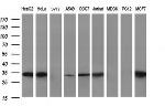 SCAMP2 Antibody in Western Blot (WB)