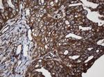 SCFD1 Antibody in Immunohistochemistry (Paraffin) (IHC (P))