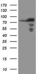 SCFD1 Antibody in Western Blot (WB)