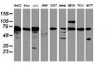 SCFD1 Antibody in Western Blot (WB)