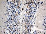 SCG2 Antibody in Immunohistochemistry (Paraffin) (IHC (P))