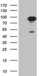 SCG2 Antibody in Western Blot (WB)