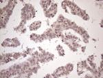 SCML2 Antibody in Immunohistochemistry (Paraffin) (IHC (P))