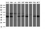 SCRN1 Antibody in Western Blot (WB)