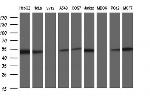 SCRN1 Antibody in Western Blot (WB)