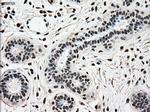 SCYL3 Antibody in Immunohistochemistry (Paraffin) (IHC (P))