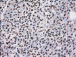 SCYL3 Antibody in Immunohistochemistry (Paraffin) (IHC (P))